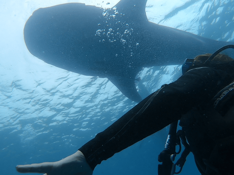 Best Things to Do in Cebu (Worth Paying&nbsp;For)