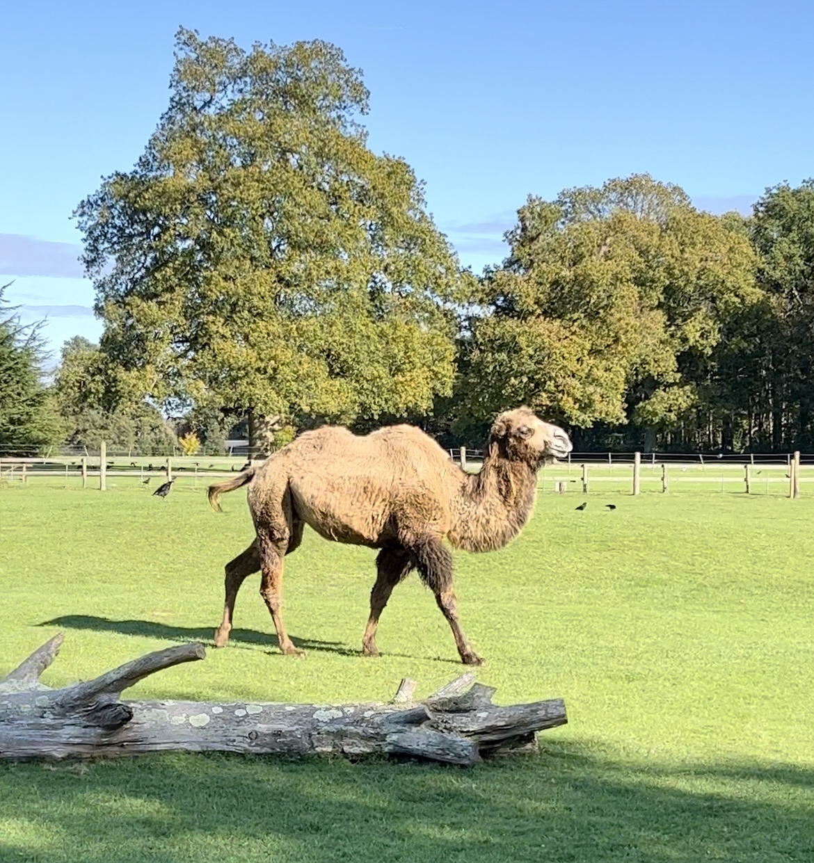 top-animal-encounters-at-cotswold-wildlife-park-when-king-writes