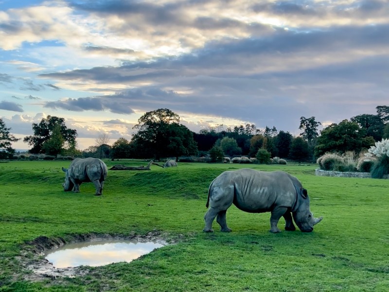 Top Animal Encounters at Cotswold Wildlife&nbsp;Park