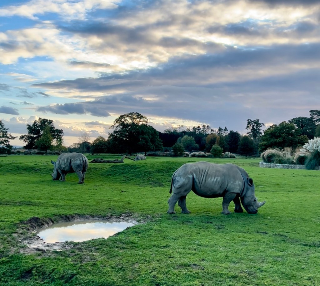 Top Animal Encounters at Cotswold Wildlife&nbsp;Park